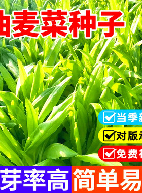 四季软甜香油麦菜种子易活庭院阳台盆栽种甜麦春天孔雀香麦菜种子