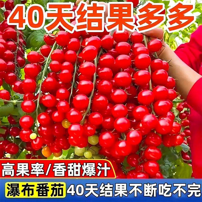 超甜串番茄瀑布小番茄甜开胃酒红千禧西红柿圣女果小番茄种子孑籽