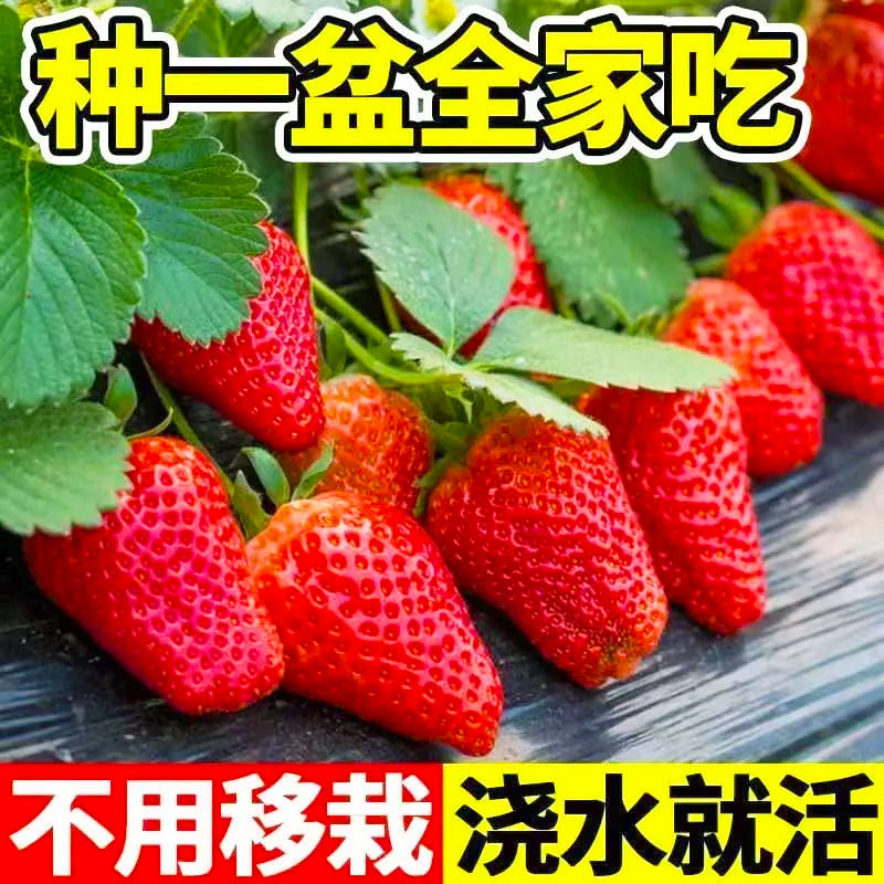 高产奶油草莓种子香甜爆汁草莓种子果大饱满四季结果水果种子易种