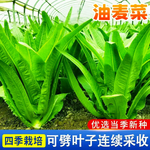 油麦菜种子春秋四季播种青菜阳台盆栽田园高产红叶油麦菜蔬菜种子