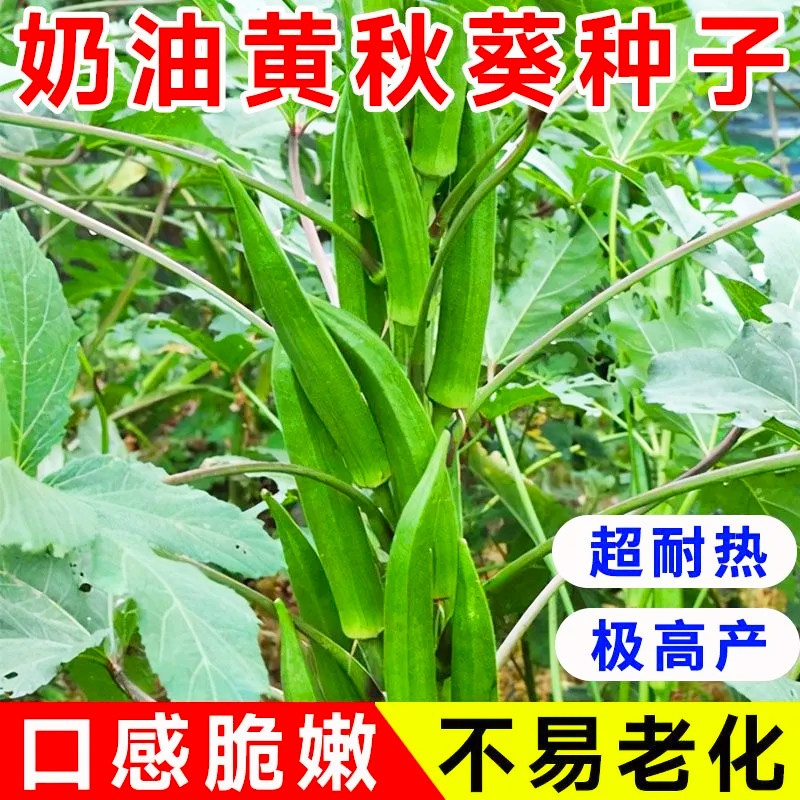 秋葵种子新品种甜脆奶油黄秋葵种籽阳台田园春秋瓜果水果秋葵种子