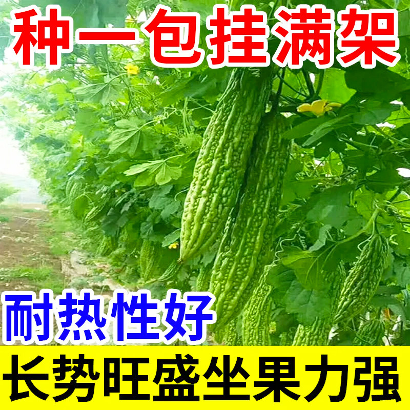 长绿苦瓜种子厚肉绿皮苦瓜早熟高产四季阳台盆栽菜园农田蔬菜种籽