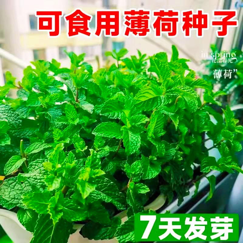 四季薄荷种子柠檬薄荷种子驱蚊花草植物种子四季阳台薄荷盆栽食用