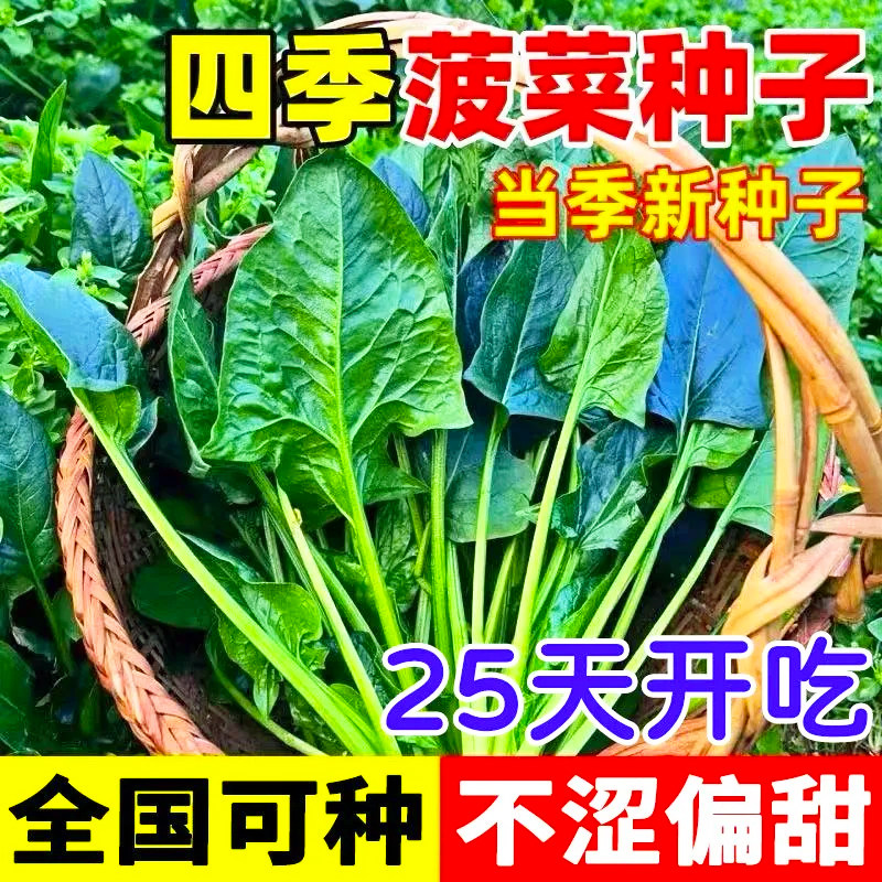 大叶菠菜种子红根肉厚新鲜菠菜时令蔬菜农家自种生鲜蔬菜火锅食材