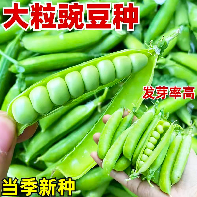 特大甜豌豆种子甜脆可生吃菜豌豆大荚青豆甜豌豆耐寒秋冬蔬菜种子