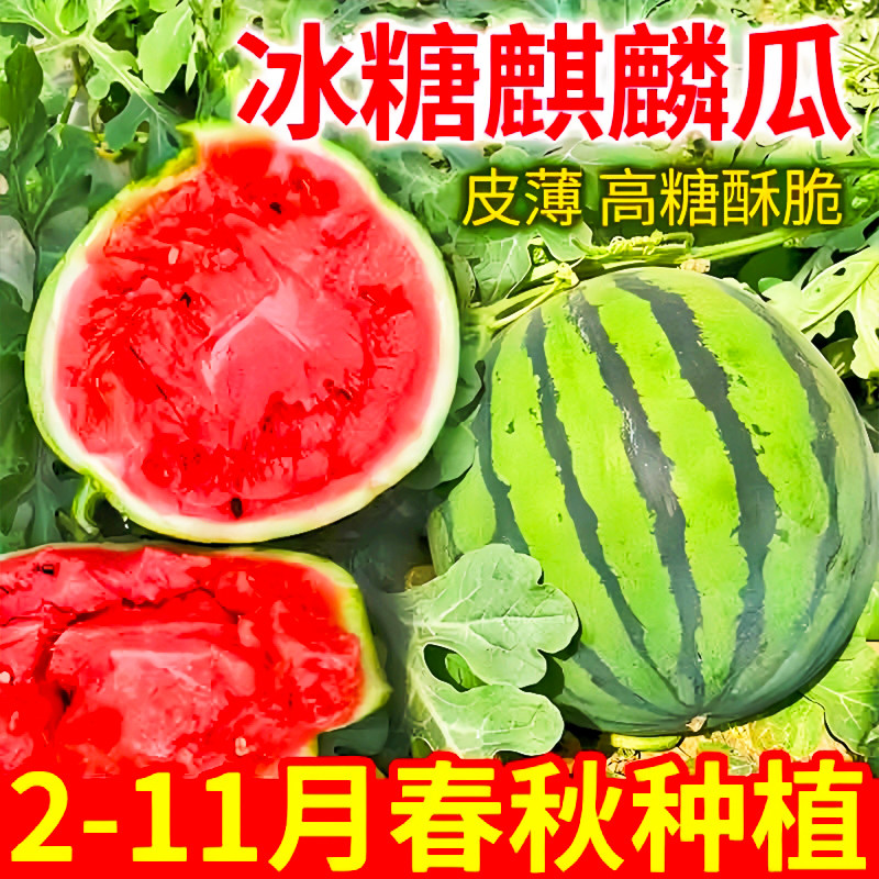 8424麒麟少籽西瓜种子无籽特大高产巨型甜王南方四季蔬菜水果种子