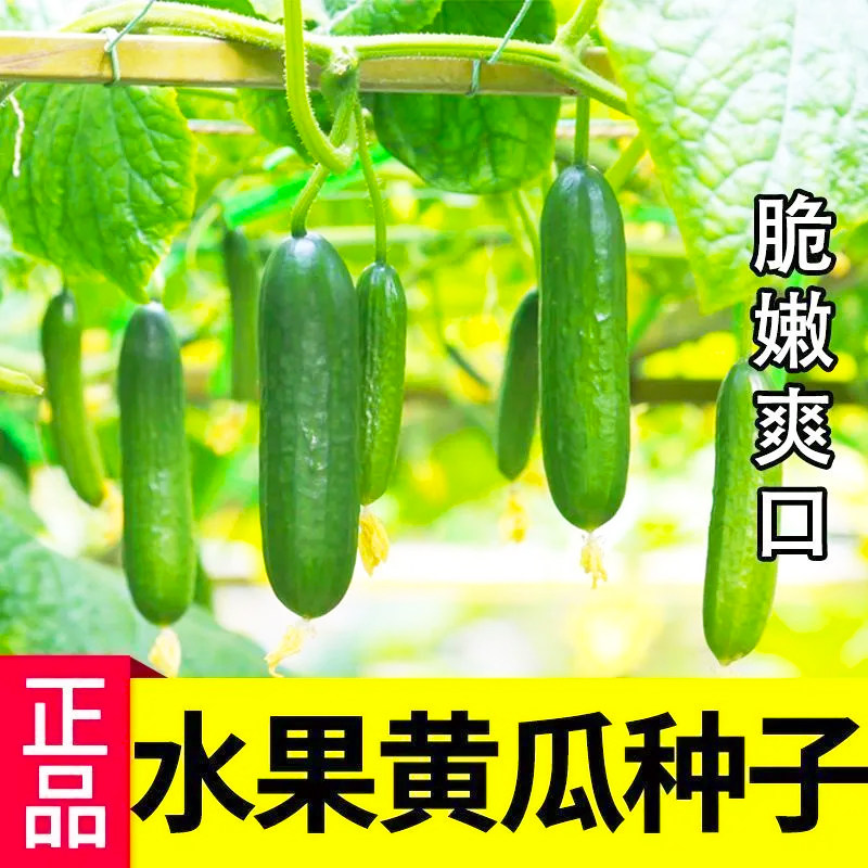 甜脆水果黄瓜种子摘不败节节瓜地栽阳台盆栽高产春秋播种蔬菜种子