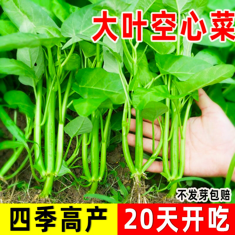 大叶空心菜种子四季耐热大圆叶空心菜水培藤藤菜阳台盆栽蔬菜种子