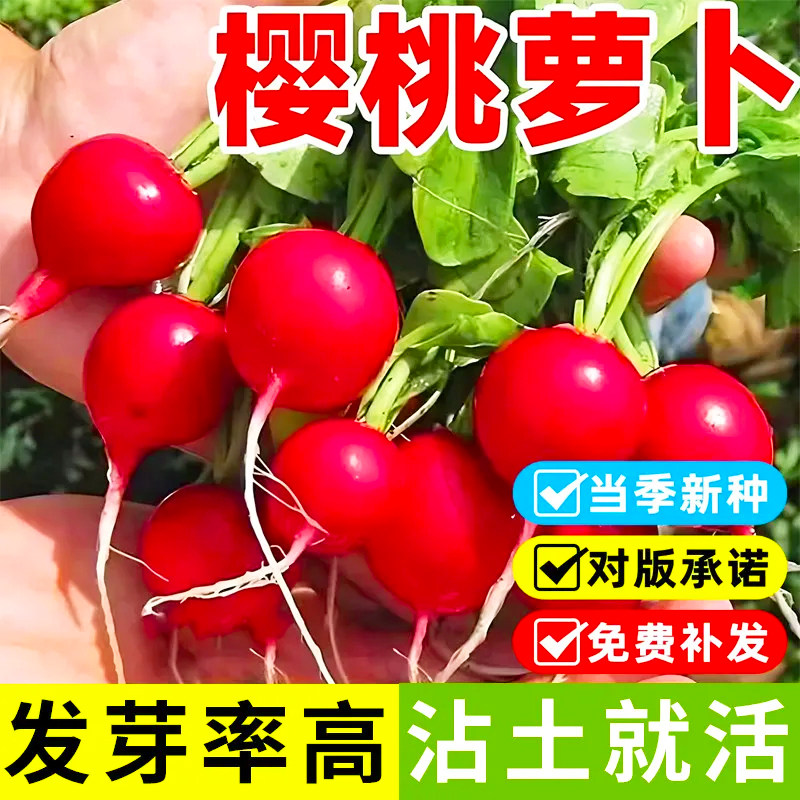 新鲜水果樱桃萝卜水果红萝卜樱桃生吃甜脆一口一个农家萝卜种大全
