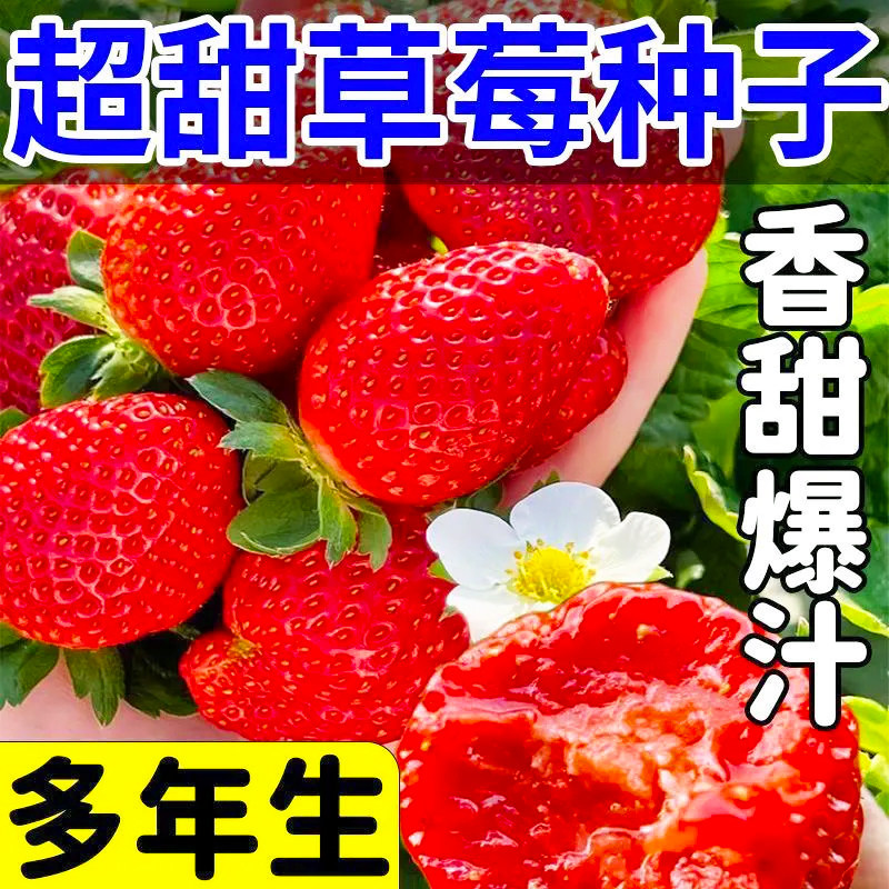 奶油草莓种子四季种植室内大果籽阳台盆栽营养红草莓籽春夏秋冬季