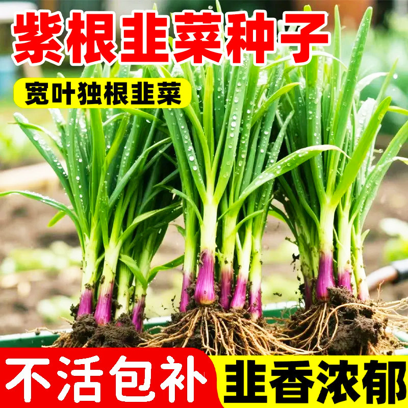 紫根韭菜种子大叶耐热耐寒高产宽叶韭菜籽韭菜种籽紫根红根宽叶种