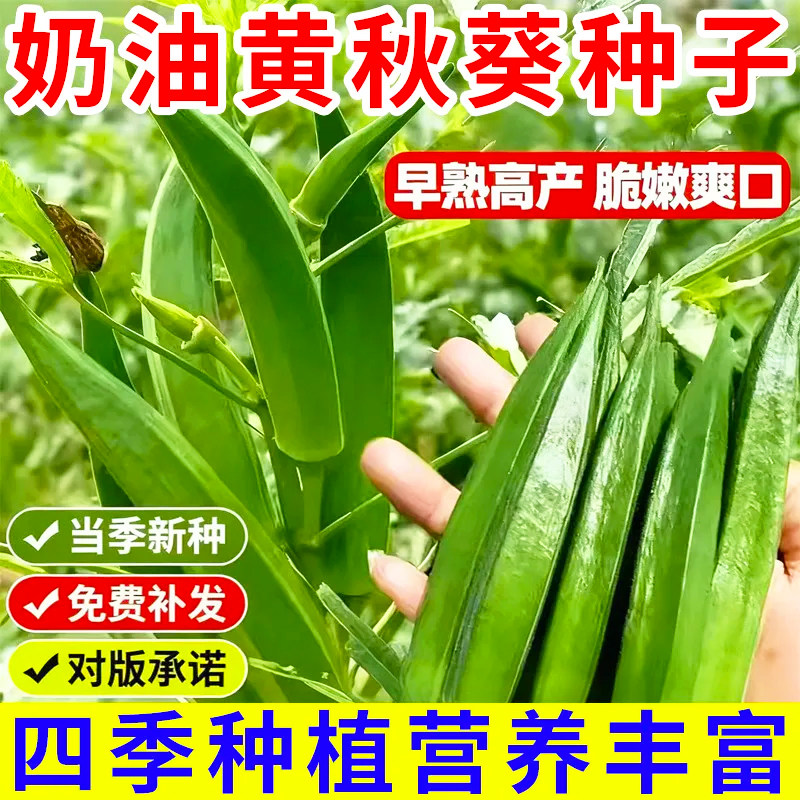 秋葵种子新品种甜脆奶油黄秋葵种籽阳台田园春秋瓜果水果秋葵种子