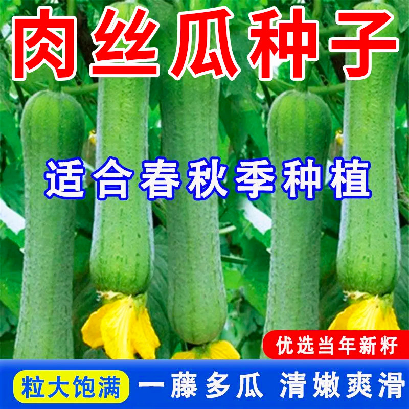 爬满架肉丝瓜种子春夏秋季长香丝瓜籽农家庭院爬藤蔬菜种孑春播