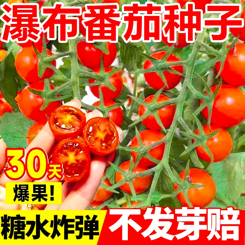 瀑布小番茄种子香甜多汁四季圣女果樱桃西红柿种子播盆栽蔬菜种子