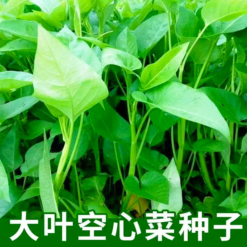 大叶空心菜种子四季耐热大圆叶空心菜水培藤藤菜阳台盆栽蔬菜种子