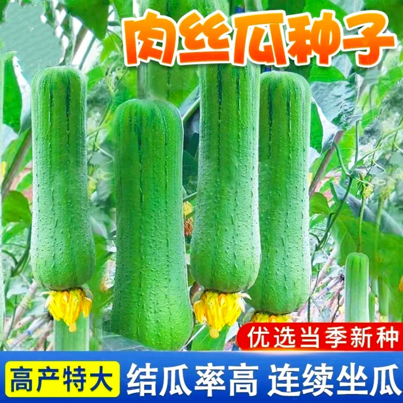 肉丝瓜种子高产早熟瓜种子四季香丝瓜当季阳台易活清香瓜果蔬菜籽