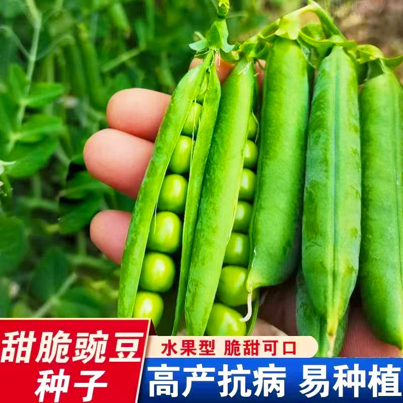 甜脆青豌豆种子豌豆种籽台湾长寿豆仁碗豆孑老品种碗豆种籽蔬菜籽