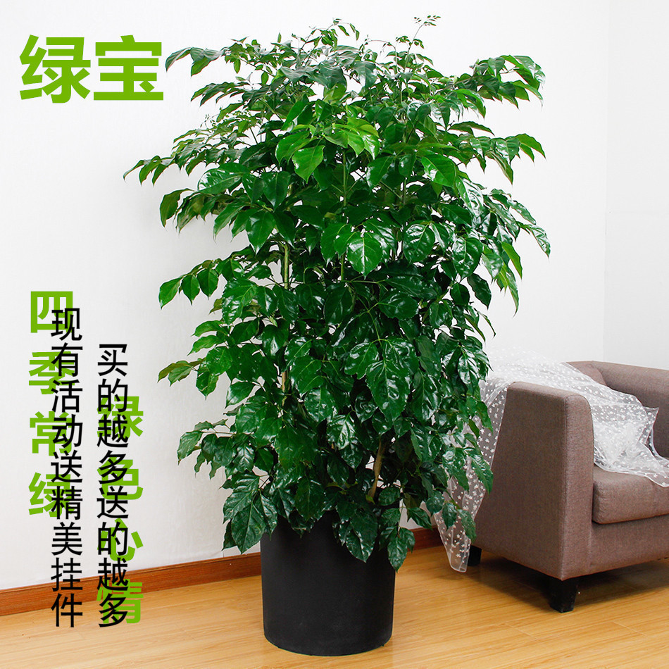 室内大型盆栽绿宝盆景 观叶植物 幸福树 客厅绿植办公室净化空气
