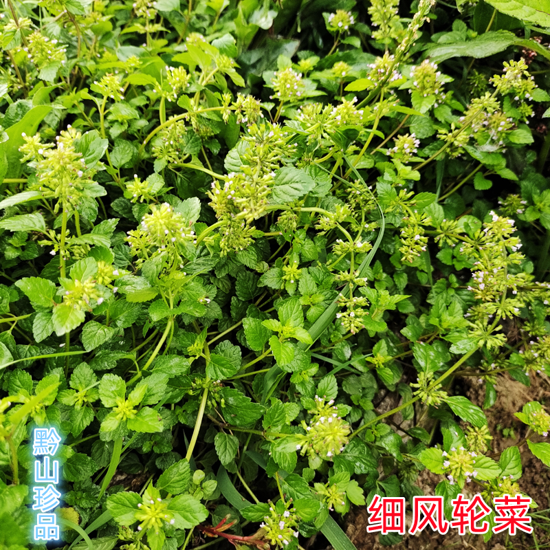 贵州草药细风轮菜中药材500g