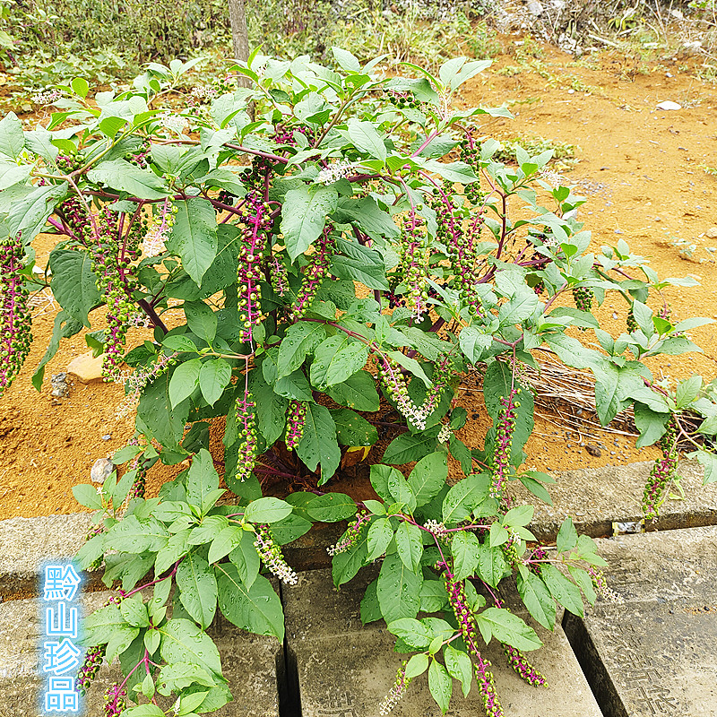 新鲜商陆根见肿消山萝卜庭院阳台