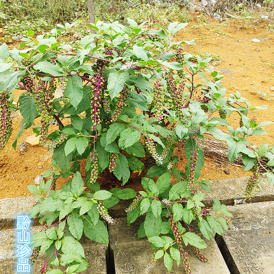 新鲜商陆根见肿消山萝卜庭院阳台