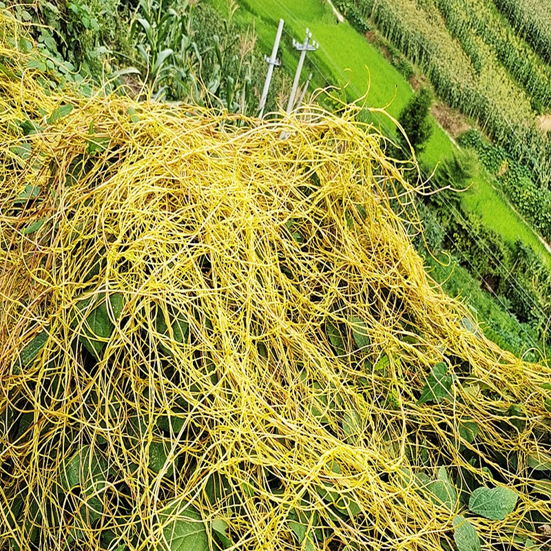 贵州大菟丝子无根草中药材菟藤金丝藤黄丝藤兔丝子新鲜无娘藤500g
