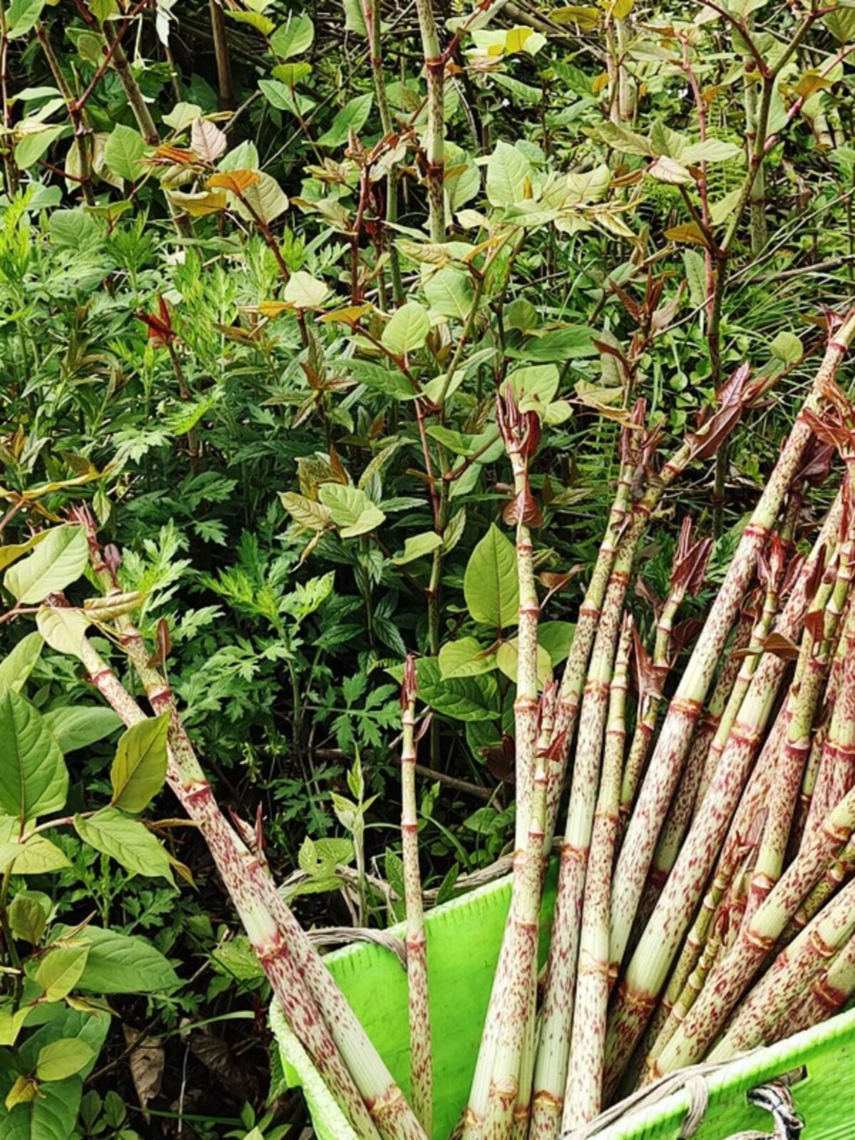 新鲜酸筒杆嫩杆花斑竹老杆大虫杖黄地榆酸桶笋酸汤杆虎杖根庭院