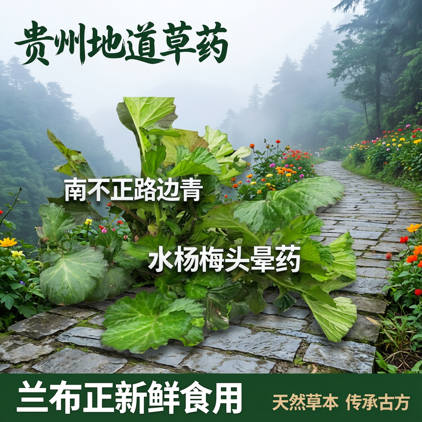 贵州草药蓝布正 中药材南不正路边青水杨梅头晕药 兰布正新鲜食用