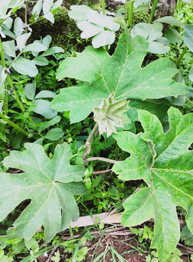 贵州通脱木中草药材通草根木通树大通草天麻子通花根新鲜现挖500g