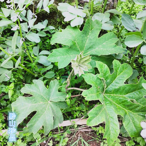 贵州通脱木中草药材通草根木通树大通草天麻子通花根新鲜现挖500g - 封面