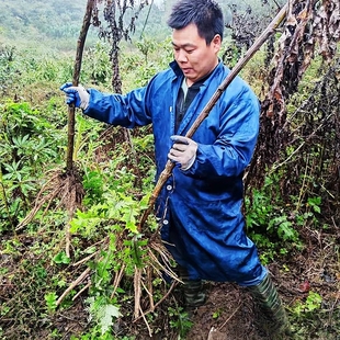 贵州大蓟根 大刺儿菜中药材马蓟虎蓟大刺蓟根山萝卜 新鲜现挖煲汤