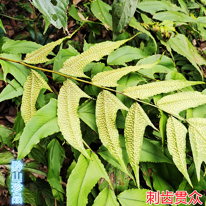 新鲜刺齿贯众绿植观赏植物庭院