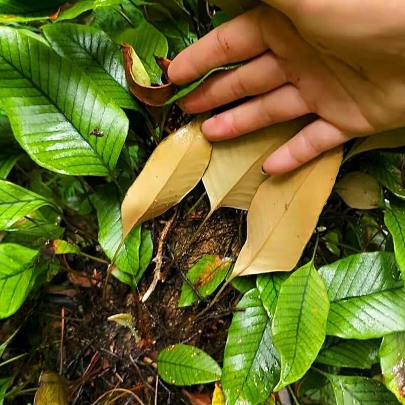 小石韦中药材金星草金汤匙贵州