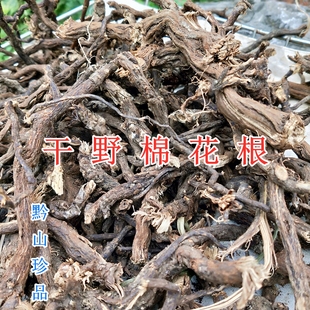 贵州秋牡丹 中草药材打破碗碗花大火草 新鲜采挖洗净晒干野棉花根