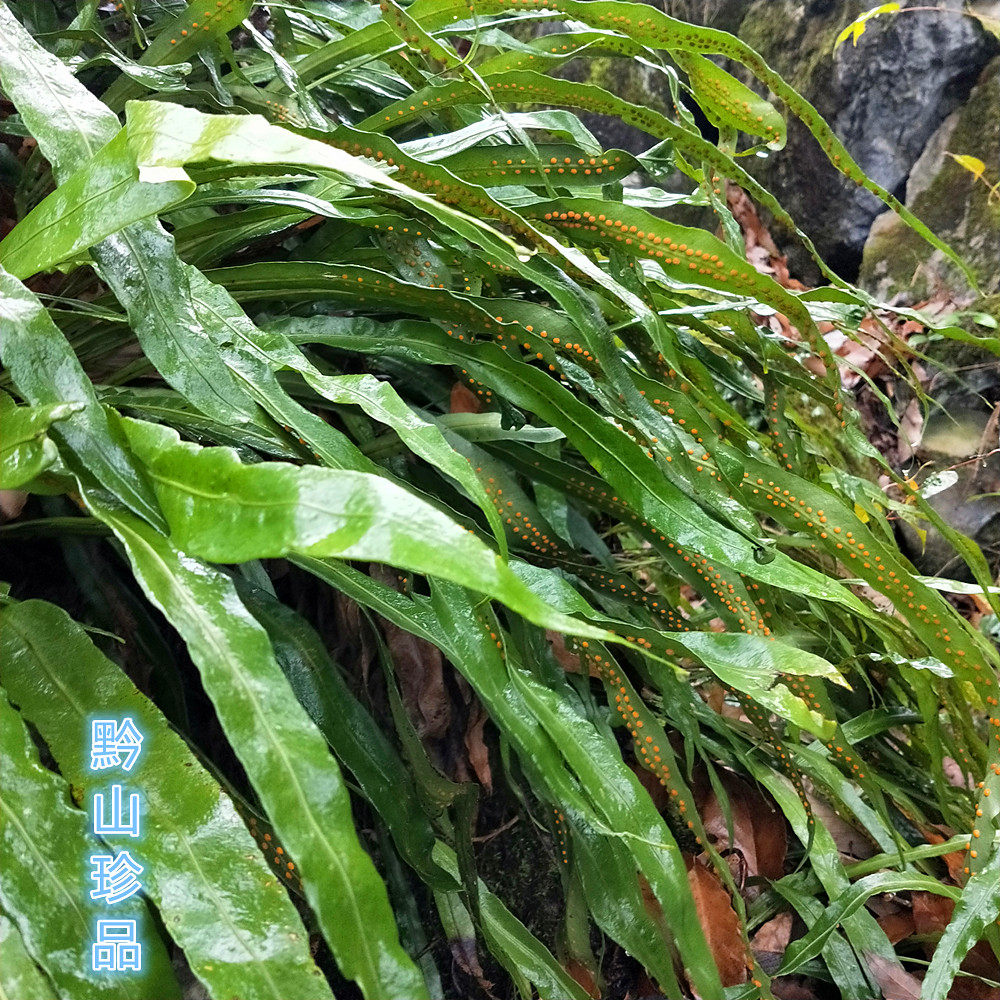 新鲜江南星蕨七星剑中药材七星阙旋鸡尾七星凤尾草大叶骨牌草500g