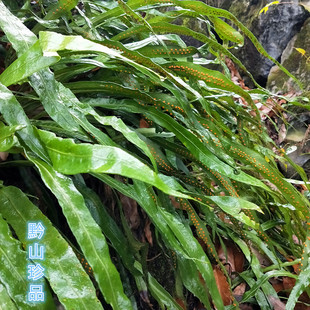 新鲜江南星蕨七星剑中药材七星阙旋鸡尾七星凤尾草大叶骨牌草500g