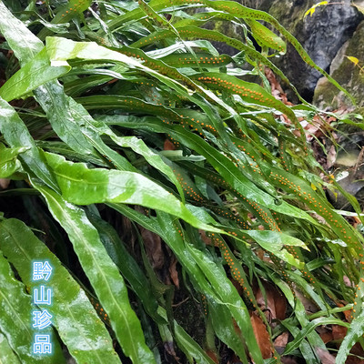 江南星蕨七星剑七星阙旋鸡尾贵州