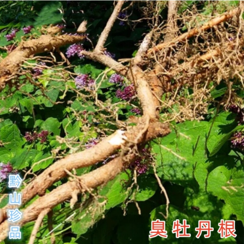 贵州草药臭牡丹根 中药材矮桐子臭芙蓉 臭八宝新鲜现挖臭枫根500g
