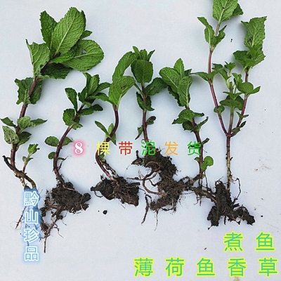 薄荷鱼香菜香花菜假薄荷阳台庭院盆栽绿植皱叶留兰香带泥土发现货