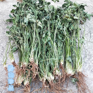 当季 干五皮风中药材蛇含草五爪龙五星草五叶莓蛇含委陵菜全草带根
