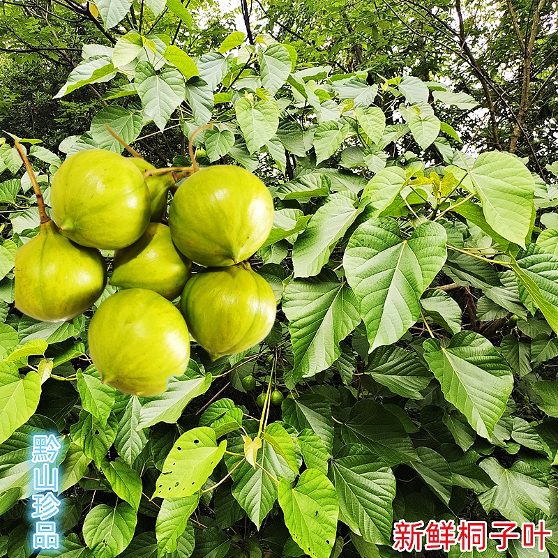 贵州新鲜桐子果中药材非食用农产品油桐果油桐花新鲜现摘山桐树叶