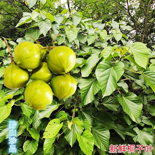 贵州新鲜桐子果中药材非食用农产品油桐果油桐花新鲜现摘山桐树叶