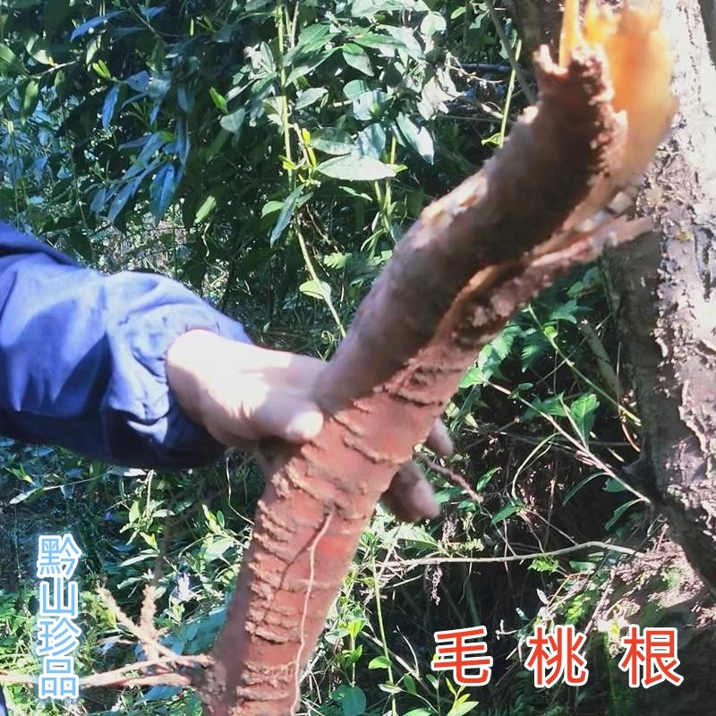 桃树根野桃根毛桃树根山桃根贵州