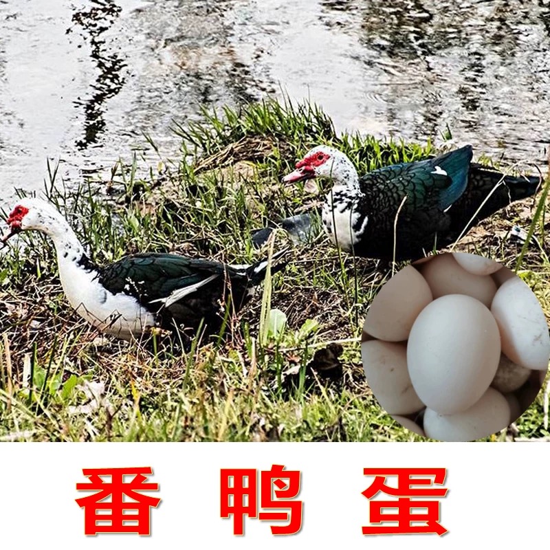 番鸭蛋大种黑白番鸭蛋非洲雁蛋洋鸭火鸭红嘴大肉鲜鸭蛋现捡现发