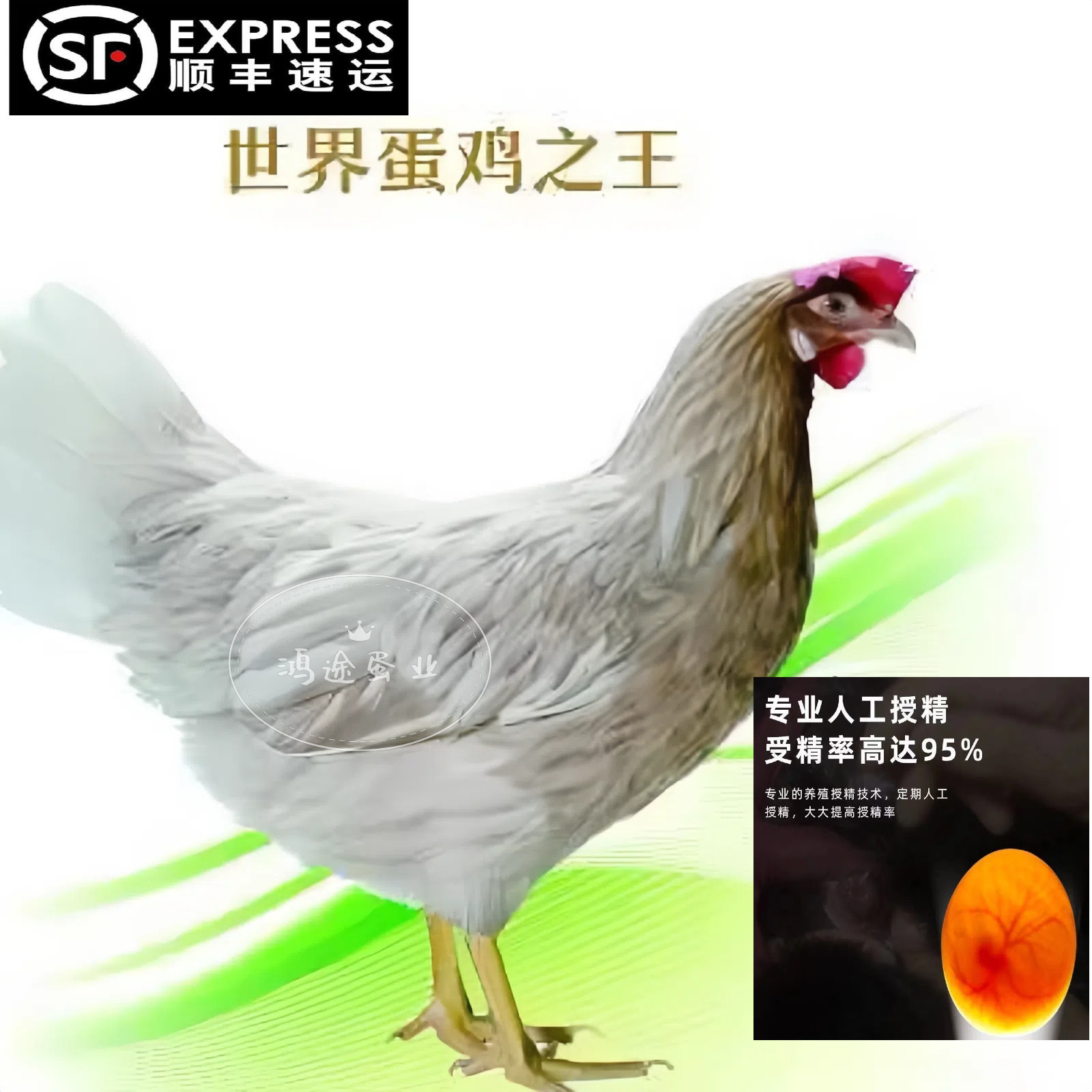 海兰灰种蛋专业蛋鸡品种白来航鸡改良后代可孵化产蛋王高产白壳蛋