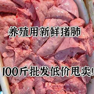 饲用猪肺新鲜猪肺冷冻发货100斤便宜肉养殖龟狗鹰甲鱼龟螃蟹龙虾