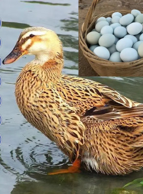 鸭子蛋绍兴麻鸭蛋金定小鸭家养土鸭子蛋公母混养鲜鸭蛋白脖麻鸭蛋