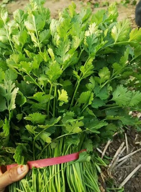 山东香菜芫荽新鲜蔬菜当季露天香菜自种批发大叶香菜现挖先发带根