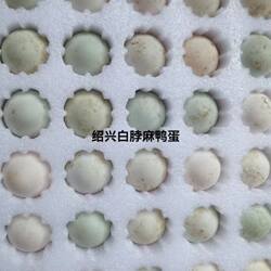 鲜鸭蛋麻鸭蛋正宗绍兴麻鸭蛋小黄鸭蛋大个土鸭蛋高产白脖鸭子蛋