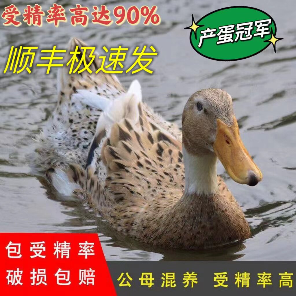 鸭子种蛋绍兴麻鸭肉蛋型白脖可孵化宠物小黄鸭家养受精蛋顺丰包邮